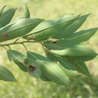 Shirakiopsis indica (Willd.) Esser